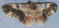Ectropidia exprimata