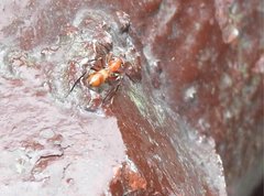 Myrmarachne formosana