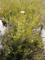 Hermas ciliata