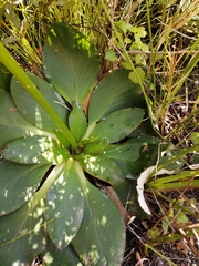 Hermas ciliata