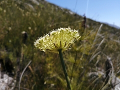 Hermas ciliata