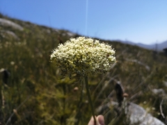 Hermas ciliata