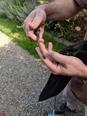 Cacophis squamulosus