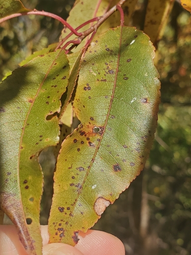 Blumeriella jaapii, 2025-10-23