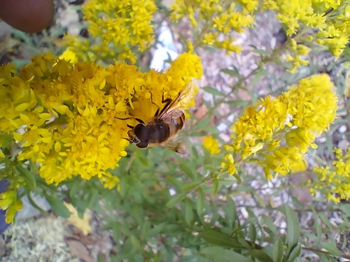 Unknown species found near Lebanon, NH 03766, USA