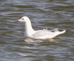 Chroicocephalus genei