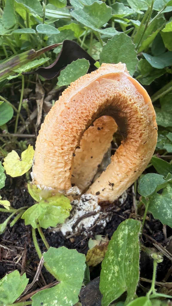 Clathrus columnatus · October 2025 · photo: © sheylarossi (iNaturalist, cc-by-sa)