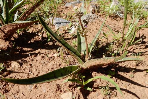 Ledebouria luteola