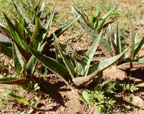 Ledebouria luteola