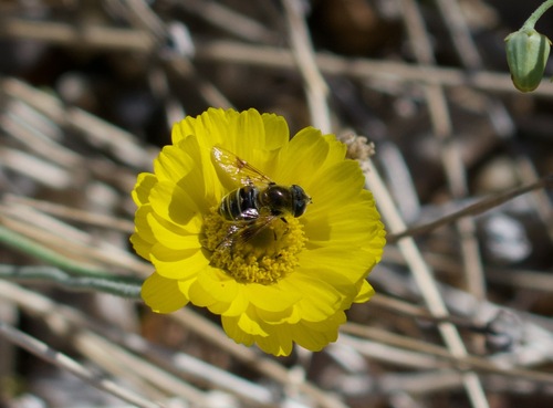 Unknown species found near 24213 N 23rd Way, Phoenix, AZ 85024, USA