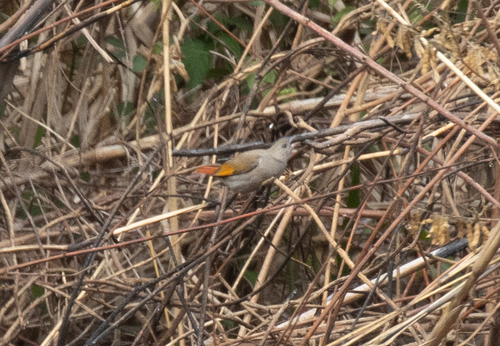 Orange-winged Pytilia (Pytilia afra), photo 2