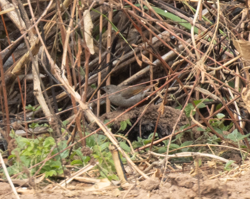 Orange-winged Pytilia (Pytilia afra), photo 3
