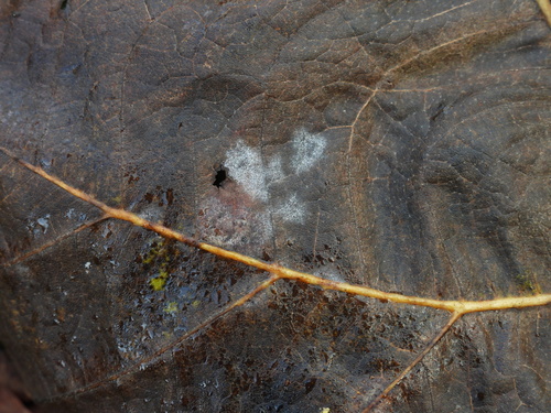 Erysiphe clintonii observed 2025-10-23