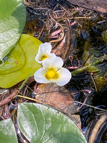 Sagittaria guayanensis guayanensis