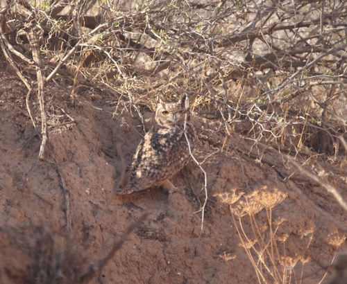 Pharaoh Eagle-Owl (Pharaoh)