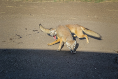 Vulpes corsac
