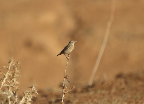 Northern Wheatear