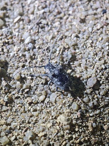 Tetradia lophoptera, 2025-10-23