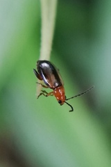 Luperomorpha