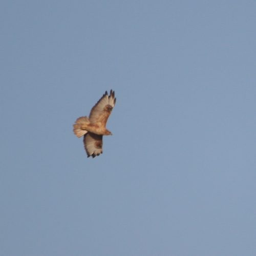 Atlas Long-legged Buzzard