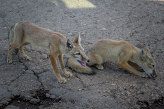 Vulpes corsac