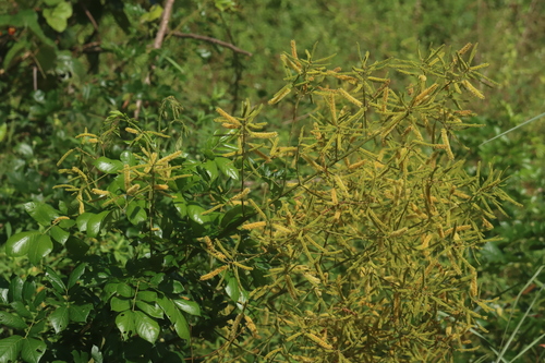 Piptadenia floribunda