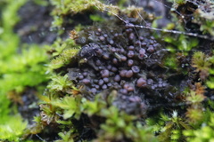 Collema nigrescens