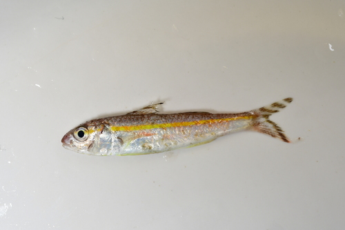 Goudband-mulvis (Upeneus moluccensis) — Mullidae — 3