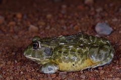 Pyxicephalus adspersus