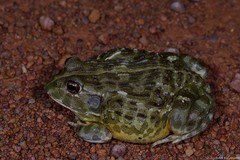 Pyxicephalus adspersus