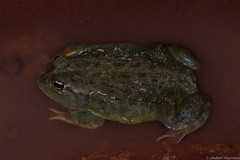 Pyxicephalus adspersus