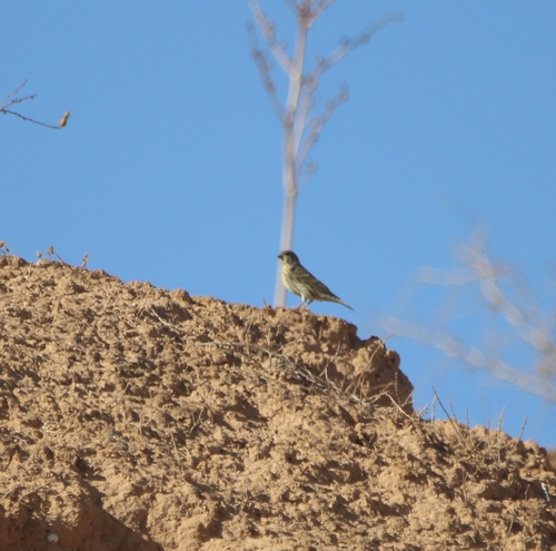 European Serin
