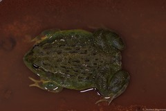 Pyxicephalus adspersus