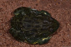 Pyxicephalus adspersus