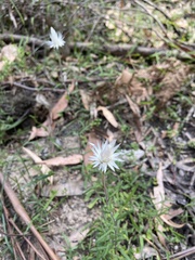 Helichrysum leucopsideum