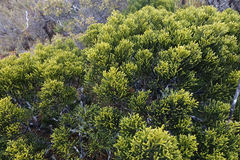 Halocarpus biformis