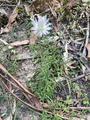 Helichrysum leucopsideum