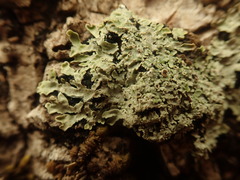 Pannaria minutiphylla