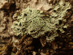Pannaria minutiphylla