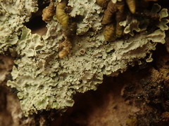 Pannaria minutiphylla