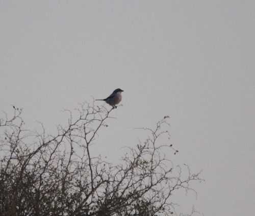 Great Gray Shrike