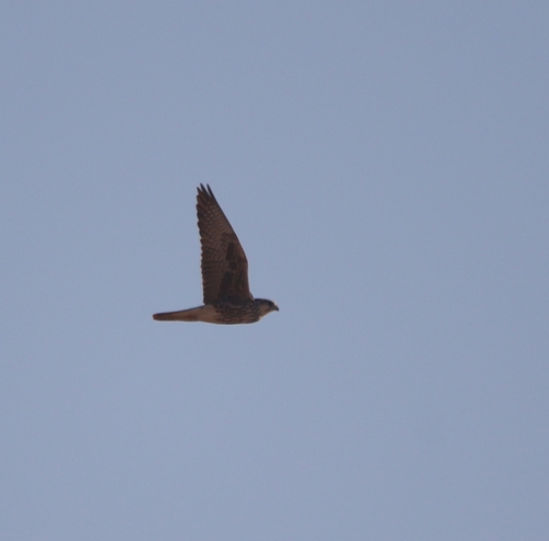 Lanner Falcon