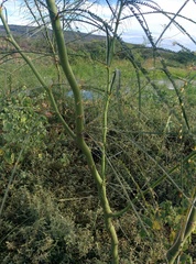 Parkinsonia aculeata