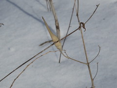 Vincetoxicum ascyrifolium