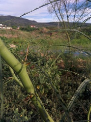 Parkinsonia aculeata