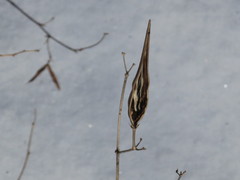 Vincetoxicum ascyrifolium