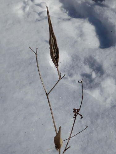 Image of Vincetoxicum acuminatifolium by (c) Repina Tatyana, some rights reserved (CC BY)