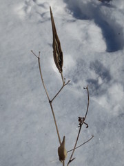 Vincetoxicum ascyrifolium