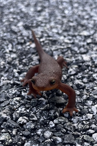 iNaturalist observation photo of California Newt