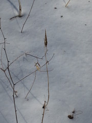 Vincetoxicum ascyrifolium